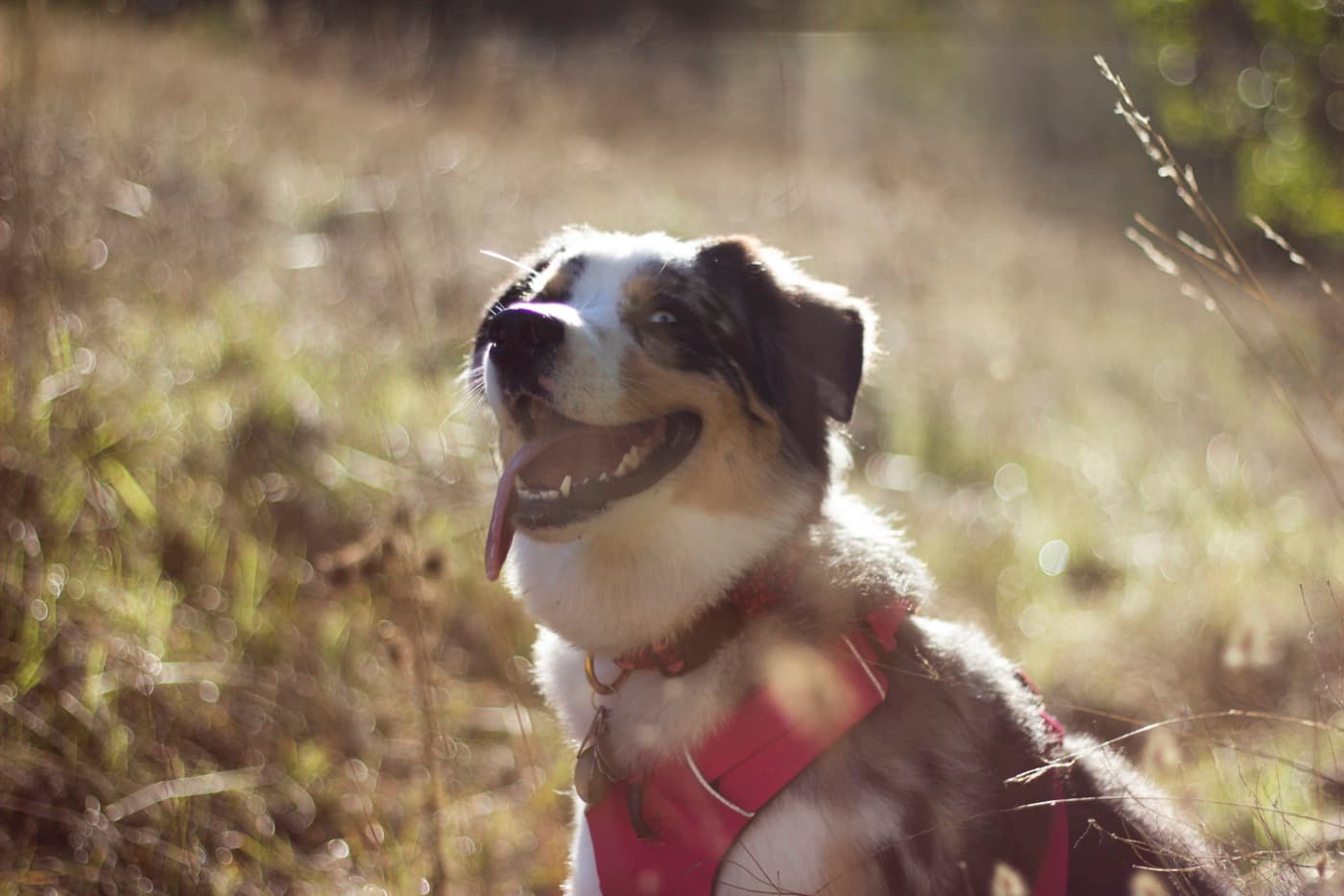 Jessa, the official dog of Terra Mano