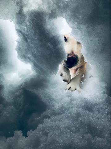 A moment when dog finds you under the snow